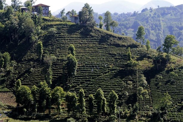 Foto - Çay nasıl üretiliyor, biliyor musunuz?