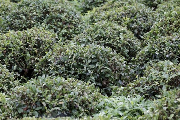 Foto - Çay nasıl üretiliyor, biliyor musunuz?