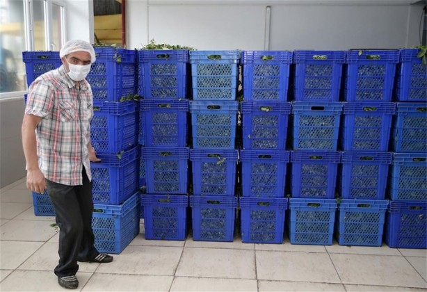 Foto - Çay nasıl üretiliyor, biliyor musunuz?