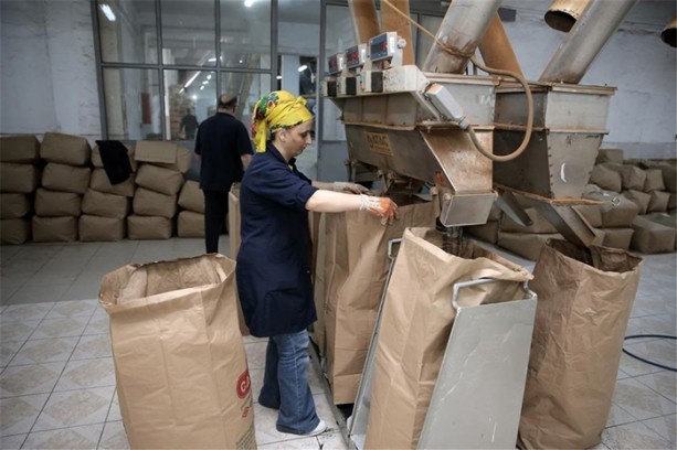 Foto - Çay nasıl üretiliyor, biliyor musunuz?