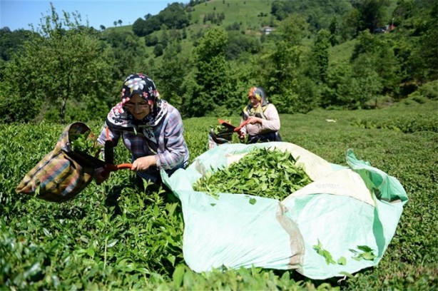 Foto - Çay nasıl üretiliyor, biliyor musunuz?