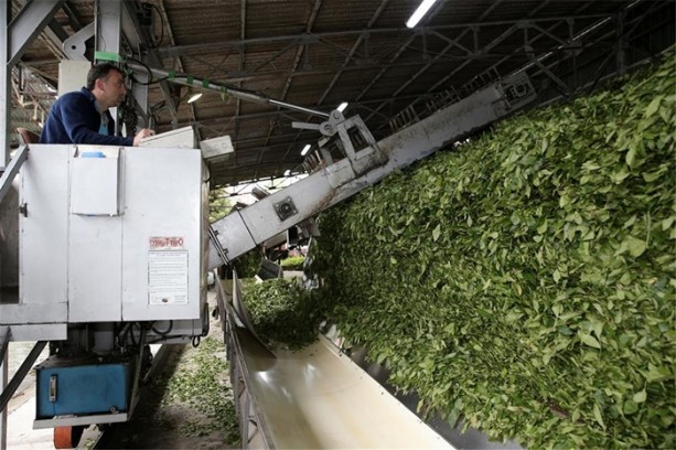 Foto - Çay nasıl üretiliyor, biliyor musunuz?