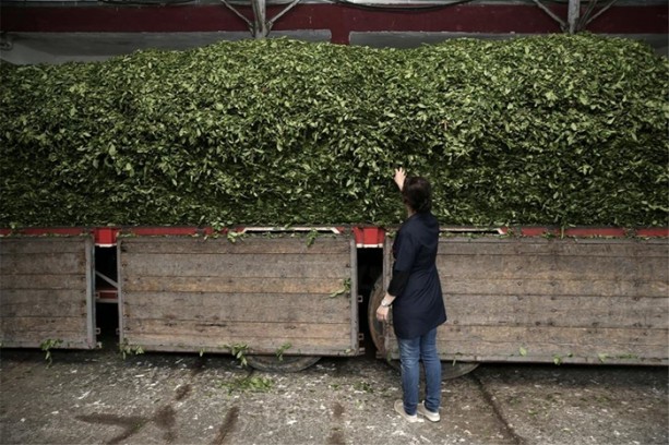 Foto - Çay nasıl üretiliyor, biliyor musunuz?