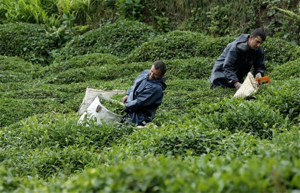 Foto - Çay nasıl üretiliyor, biliyor musunuz?