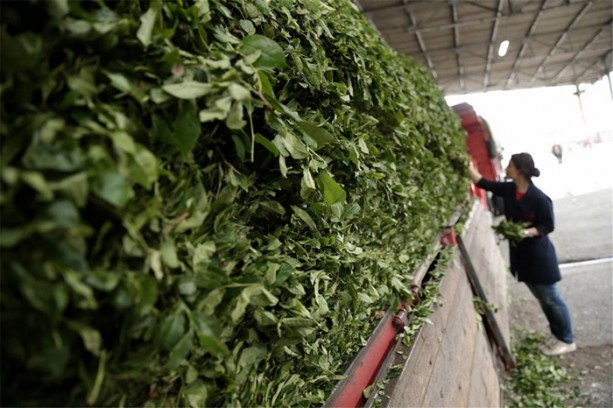 Foto - Çay nasıl üretiliyor, biliyor musunuz?