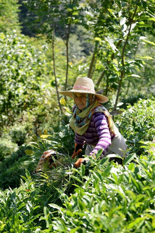 Foto - Çay nasıl üretiliyor, biliyor musunuz?