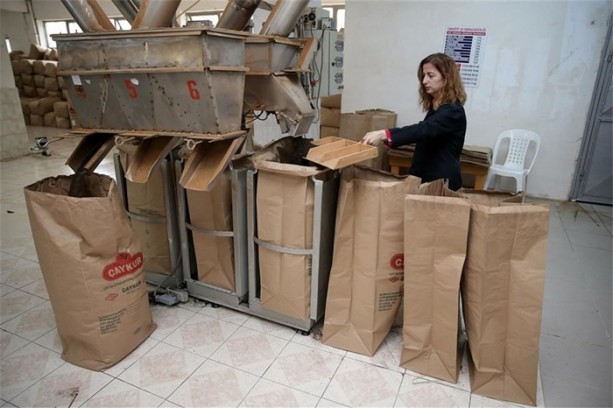 Foto - Çay nasıl üretiliyor, biliyor musunuz?