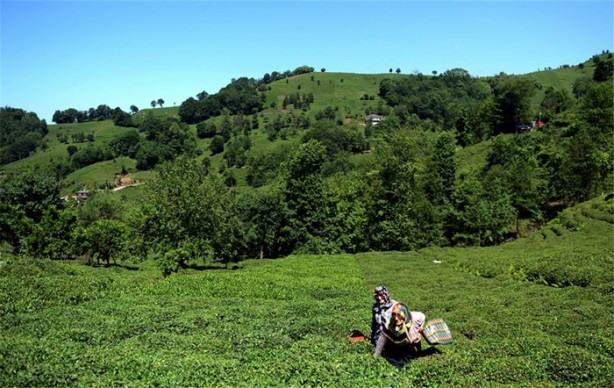 Foto - Çay nasıl üretiliyor, biliyor musunuz?