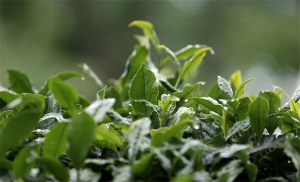 Foto - Çay nasıl üretiliyor, biliyor musunuz?