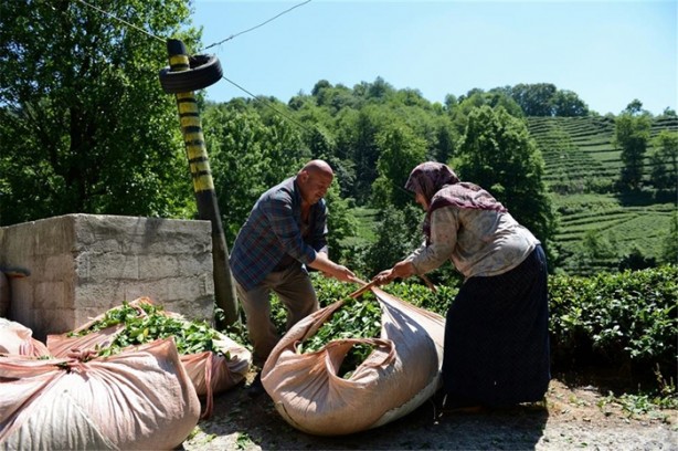 Foto - Çay nasıl üretiliyor, biliyor musunuz?