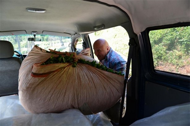 Foto - Çay nasıl üretiliyor, biliyor musunuz?