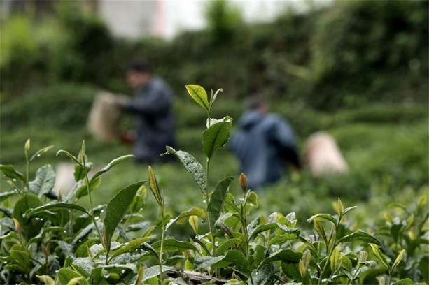 Foto - Çay nasıl üretiliyor, biliyor musunuz?