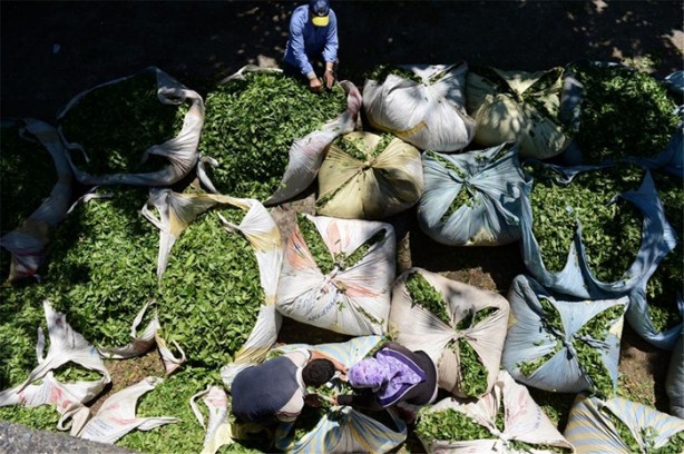 Foto - Çay nasıl üretiliyor, biliyor musunuz?