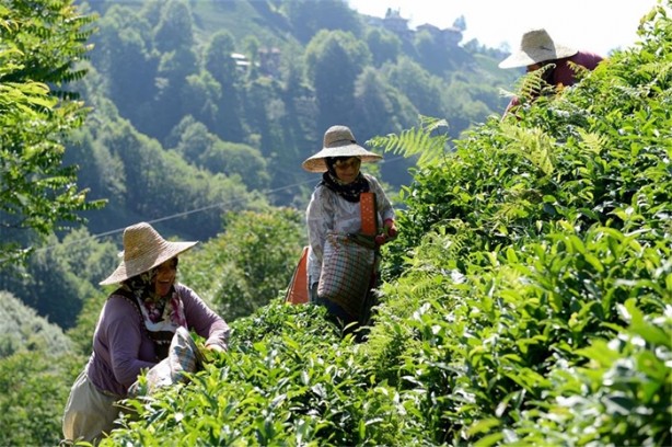 Foto - Çay nasıl üretiliyor, biliyor musunuz?