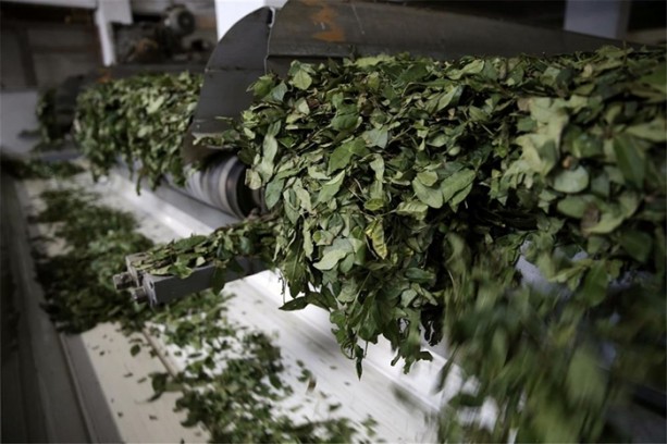 Foto - Çay nasıl üretiliyor, biliyor musunuz?