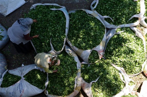 Foto - Çay nasıl üretiliyor, biliyor musunuz?