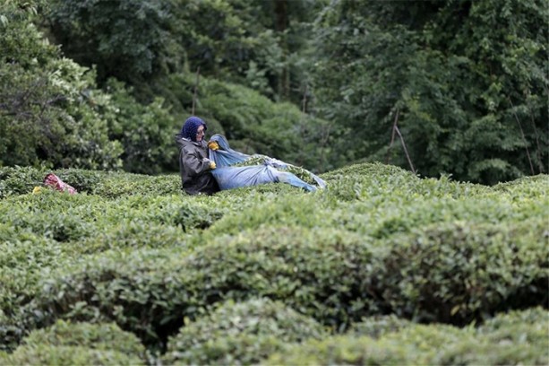 Foto - Çay nasıl üretiliyor, biliyor musunuz?