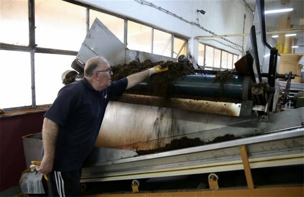 Foto - Çay nasıl üretiliyor, biliyor musunuz?