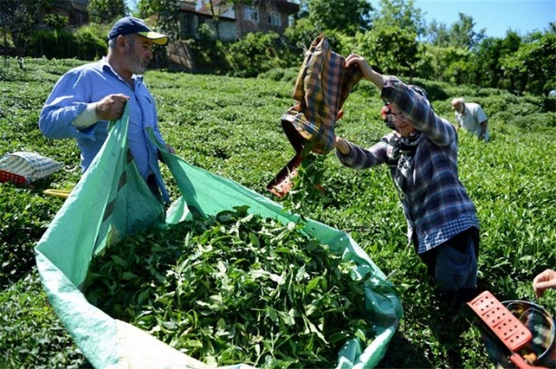 Foto - Çay nasıl üretiliyor, biliyor musunuz?