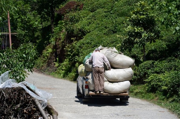 Foto - Çay nasıl üretiliyor, biliyor musunuz?