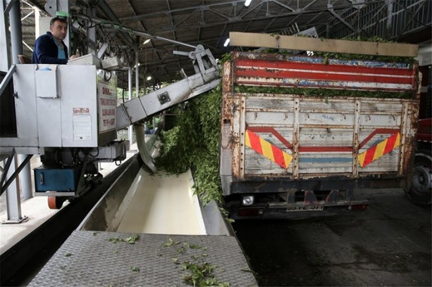 Foto - Çay nasıl üretiliyor, biliyor musunuz?