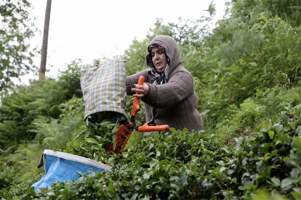 Foto - Çay nasıl üretiliyor, biliyor musunuz?