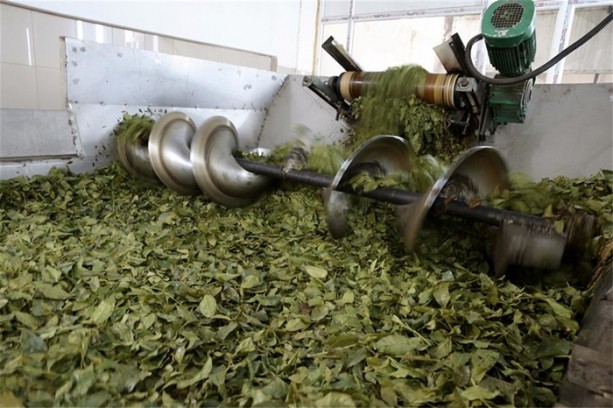 Foto - Çay nasıl üretiliyor, biliyor musunuz?