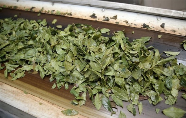 Foto - Çay nasıl üretiliyor, biliyor musunuz?