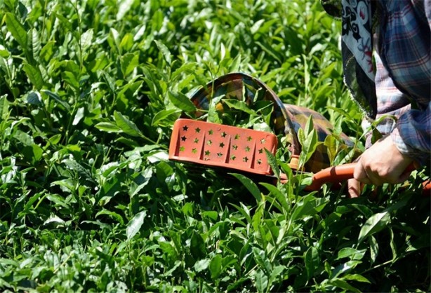 Foto - Çay nasıl üretiliyor, biliyor musunuz?