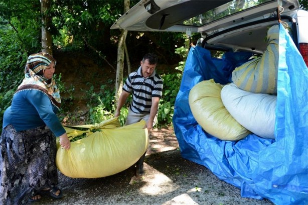 Foto - Çay nasıl üretiliyor, biliyor musunuz?