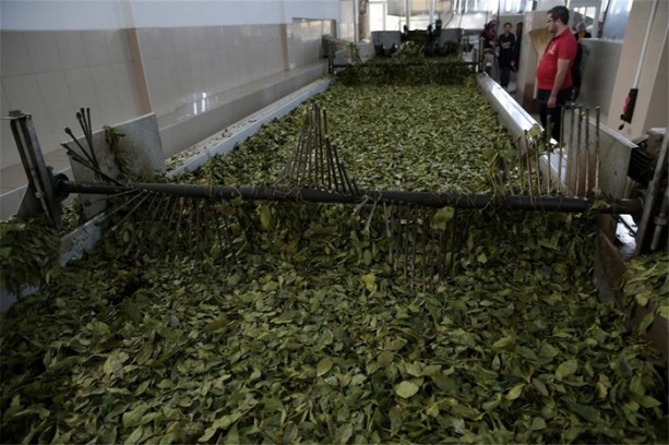 Foto - Çay nasıl üretiliyor, biliyor musunuz?