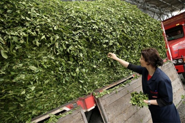 Foto - Çay nasıl üretiliyor, biliyor musunuz?