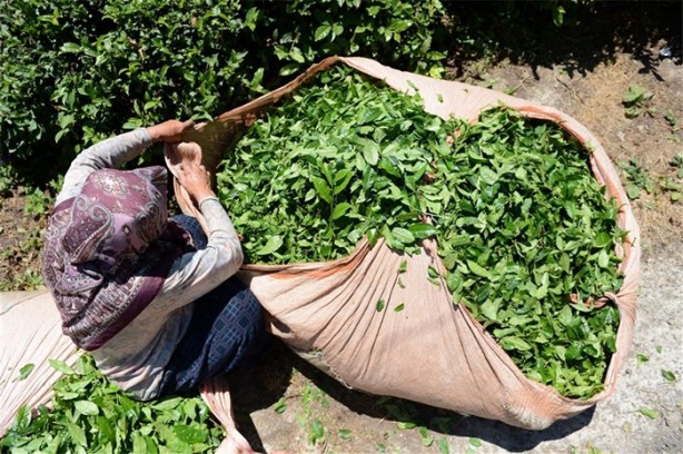 Foto - Çay nasıl üretiliyor, biliyor musunuz?