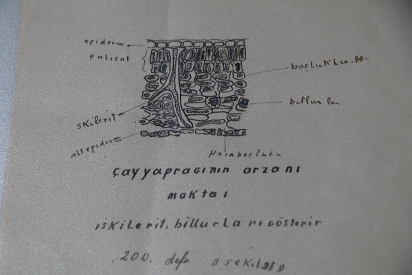 Foto - Çayın tarihini anlatıyor! 82 yıl sonra gün yüzüne çıktı