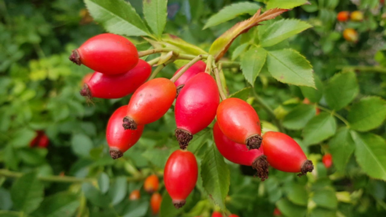 Foto - Çayını demleyip için, göğsü pamuk gibi yapıyor: Öksürük ve balgamı anında kesiyor! Müthiş şifa...