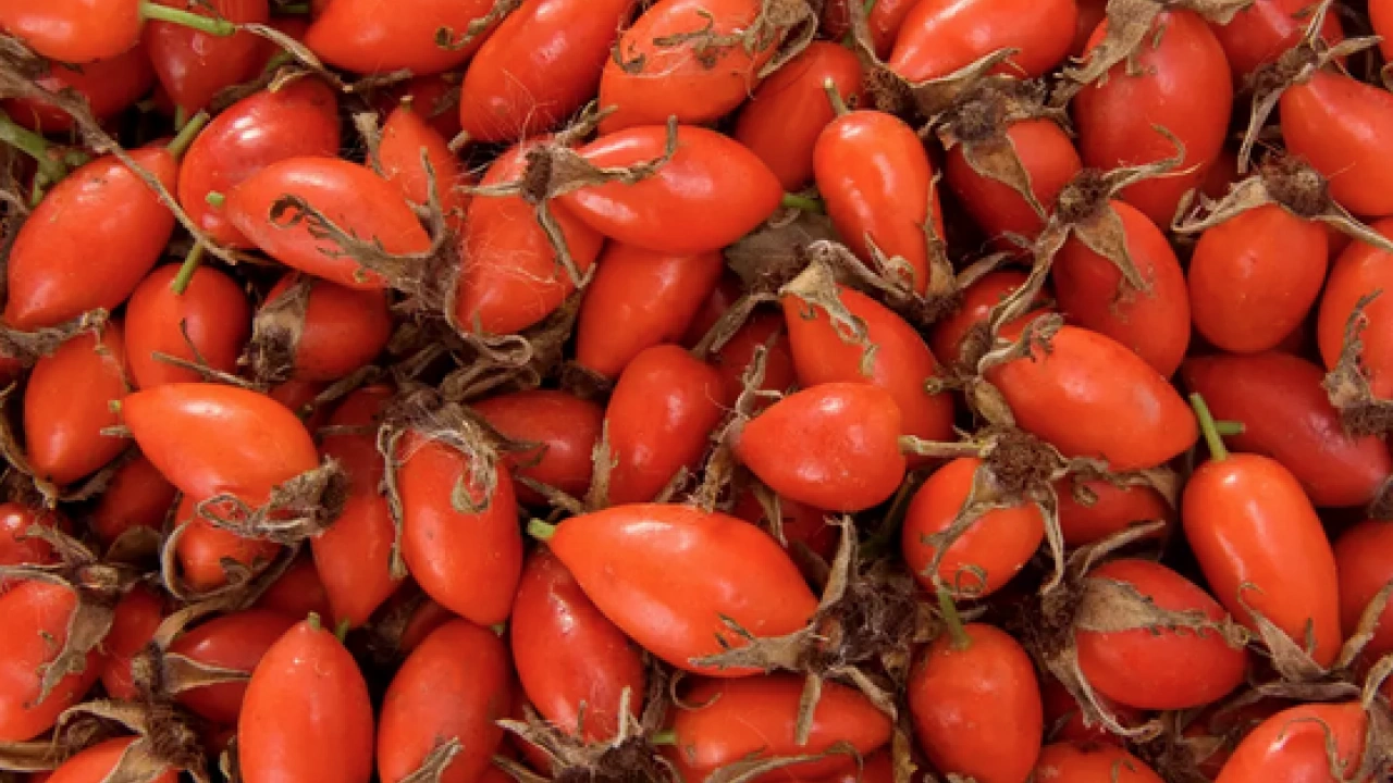 Foto - Çayını demleyip için, göğsü pamuk gibi yapıyor: Öksürük ve balgamı anında kesiyor! Müthiş şifa...