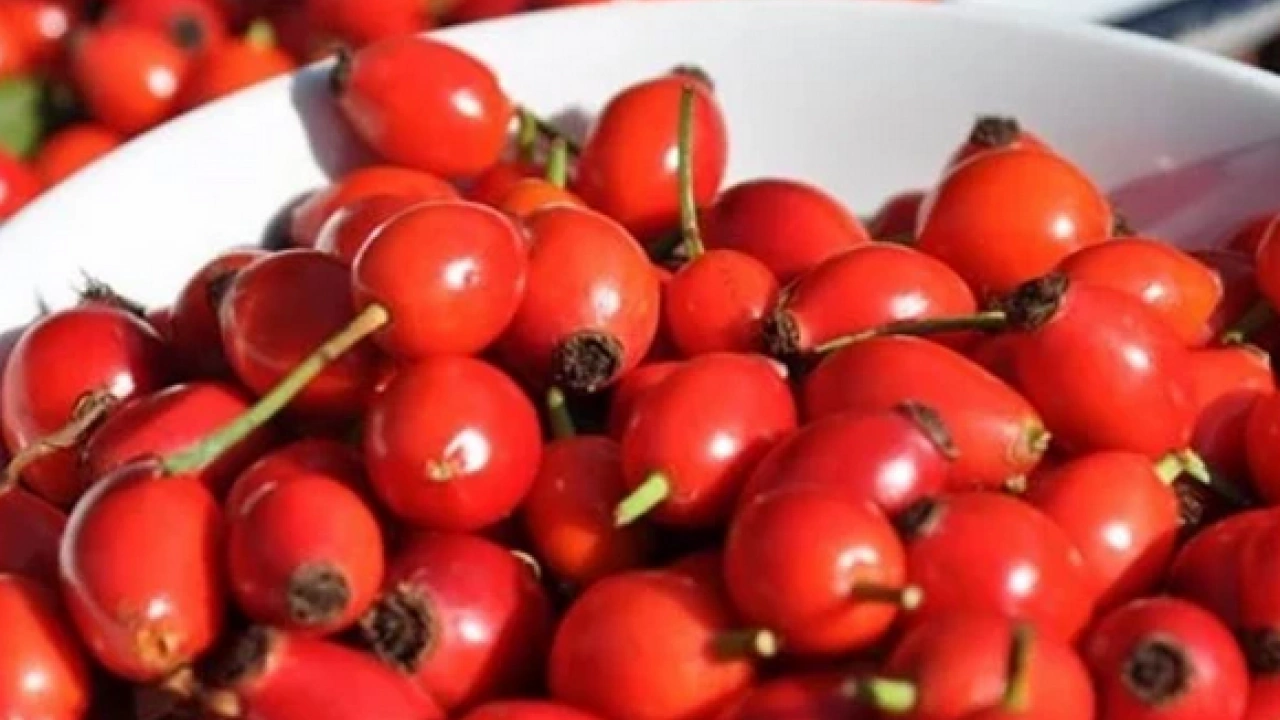 Çayını demleyip için, göğsü pamuk gibi yapıyor: Öksürük ve balgamı anında kesiyor! Müthiş şifa...