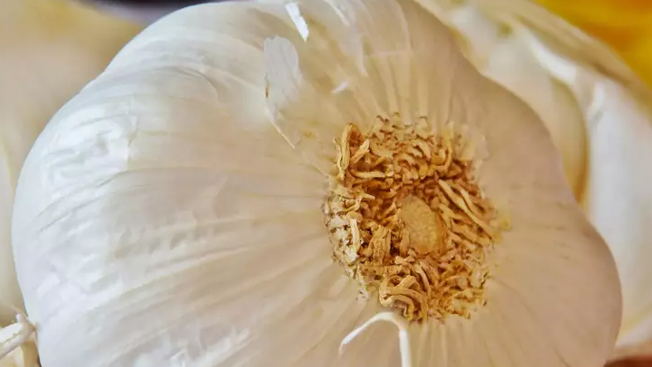 Foto - Çayını yapıp bardak bardak içince iltihabı yok edip kemikleri betona çeviriyor, damarları çamaşır suyu gibi temizliyor! 