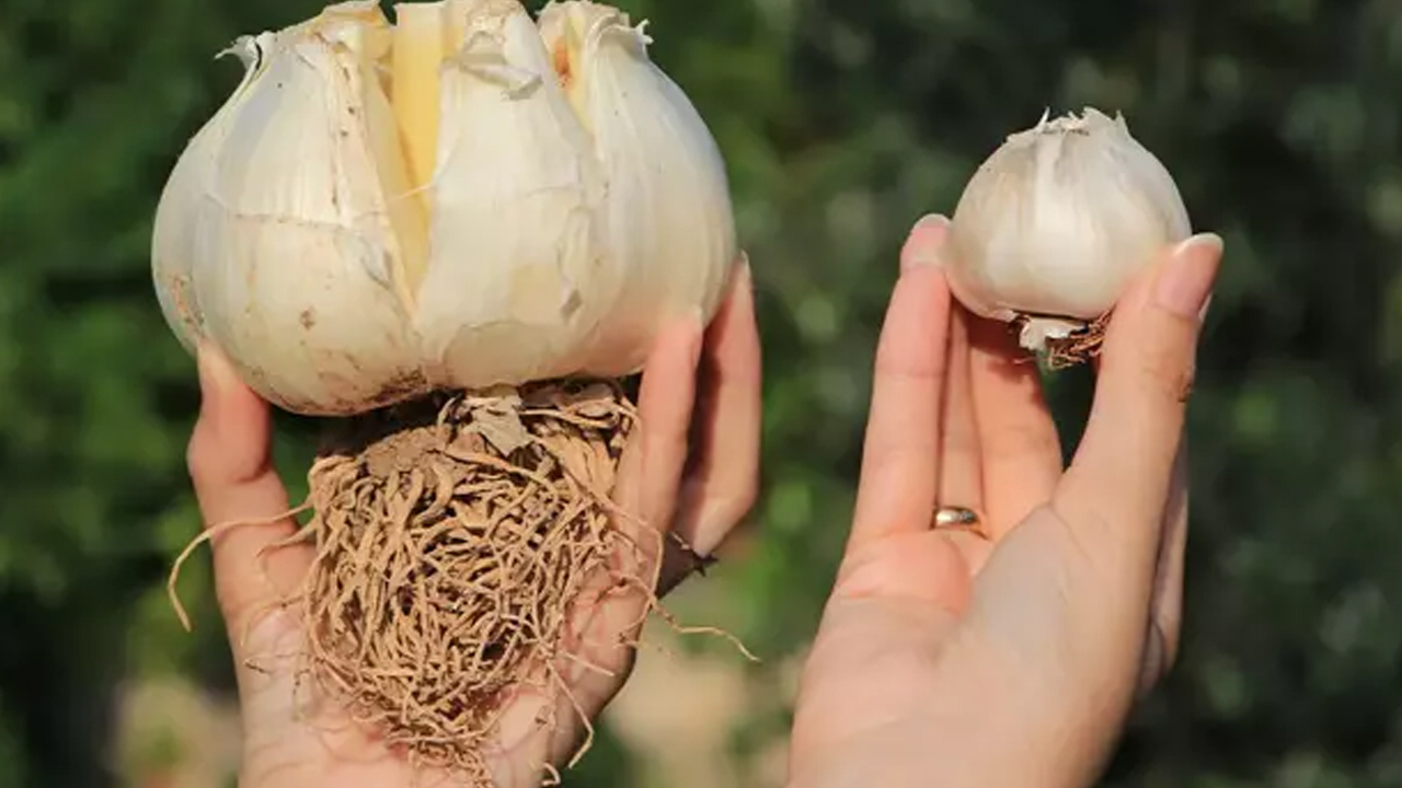 Çayını yapıp bardak bardak içince iltihabı yok edip kemikleri betona çeviriyor, damarları çamaşır suyu gibi temizliyor! 
