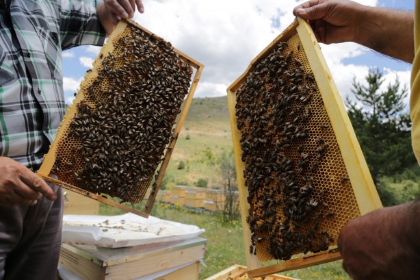 Foto - Çayırlı’da arıcılık geliştiriliyor