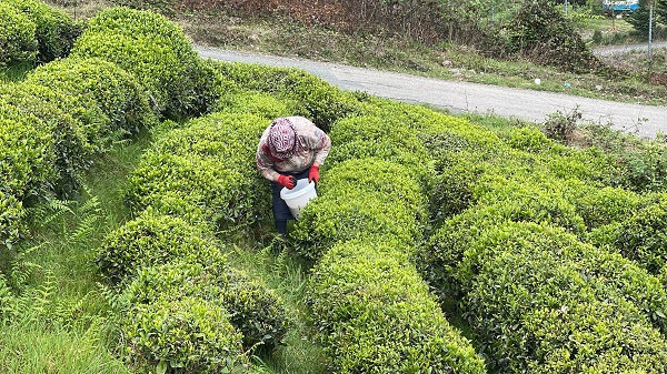Foto - ÇAYKUR'dan önemli uyarı! 