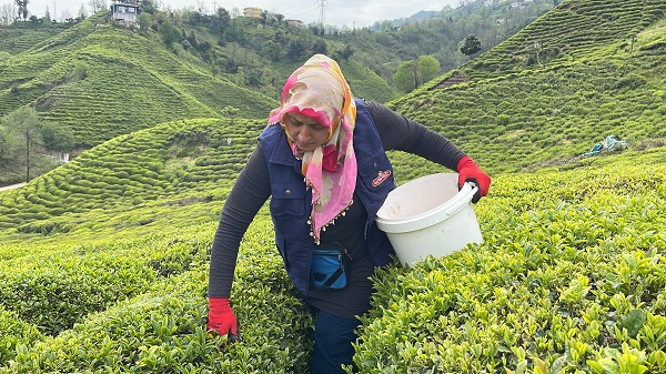 Foto - ÇAYKUR'dan önemli uyarı! 