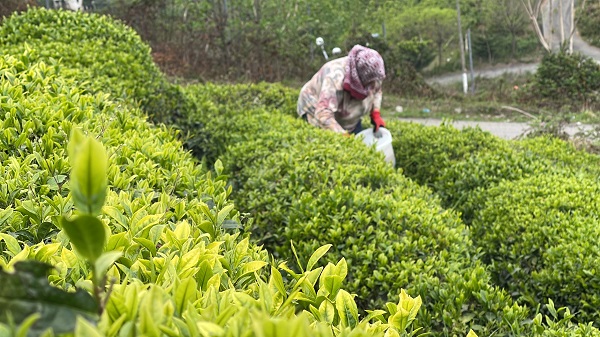 Foto - ÇAYKUR'dan önemli uyarı! 