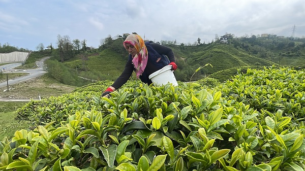 Foto - ÇAYKUR'dan önemli uyarı! 
