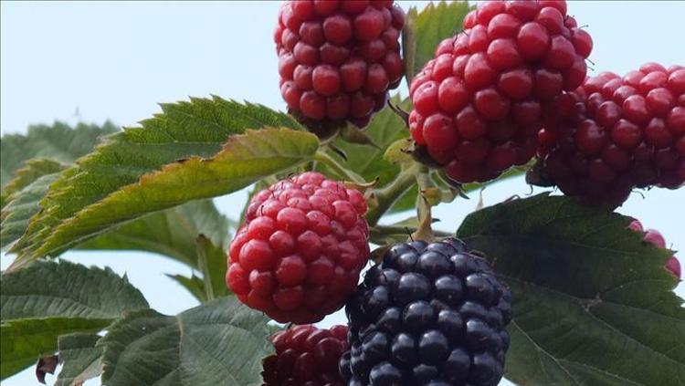 Foto - Çayla birlikte tüketin, ömrünüz uzasın! Bilimsel araştırma şaşırttı