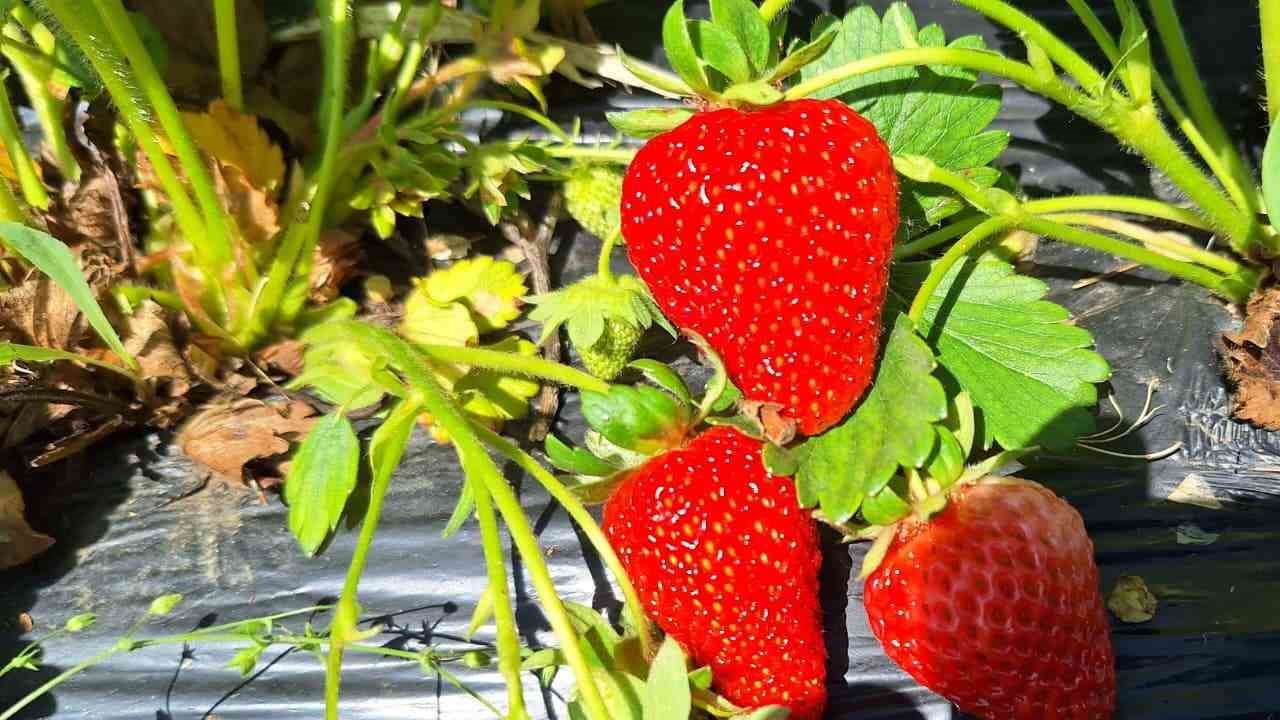  Çekirdeğini böyle tüketenler farkını görüyor... Sebze değil o meyve: Lif, vitamin ve antioksidan deposu
