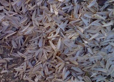 Foto - Çekirdek kabuklarını çöpe atmayın! Bu şekilde kullanırsanız inanılmaz etkisi var