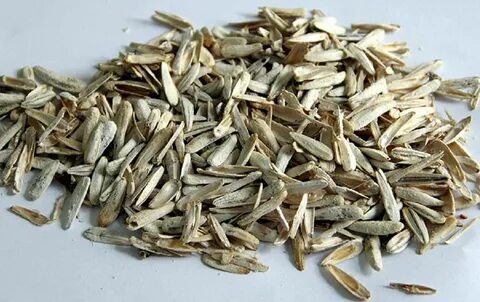 Foto - Çekirdek kabuklarını çöpe atmayın! Bu şekilde kullanırsanız inanılmaz etkisi var