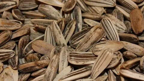 Çekirdek kabuklarını çöpe atmayın! Bu şekilde kullanırsanız inanılmaz etkisi var