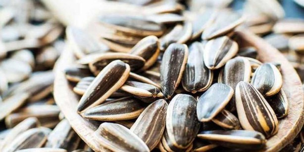 Foto - Çekirdek nasıl kavrulur: Tavada, fırında ay çekirdeği kavurma yöntemleri! Satın almak için akın ediyorlar